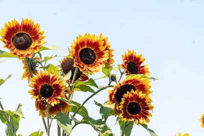 Helios Natural Medicine - Naturopathic practitioner in Burlington